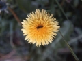 ´Diente de león´ bezela ezaguna den lorea