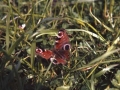 Tximeleta