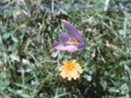 Loreak