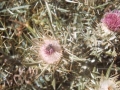 Kardu lorea