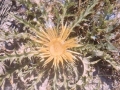 Kardu lorea
