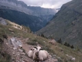 Ardiak Ordesa eta Monte Perdido Parke Nazionaleko kanoil batean