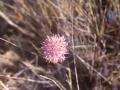 Basoko lorea