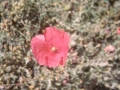 Mitxoleta
