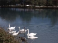 Cisnes en un lago de Interlaken