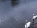 Dos cisnes en un lago de Interlaken