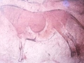 Caballo representado en la cueva de Ekain