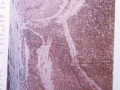 Reproducción de un grabado rupestre de un sarrio en la cueva de Altxerri