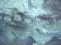 Representación de caballos y bisontes en la cueva de Ekain