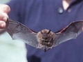 Saguzarra