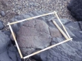Ammonite fosil erraldoein aztarnategia Mutrikun