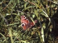 Tximeleta