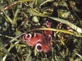 Tximeleta