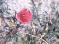 Mitxoleta