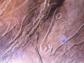 Detalle de una pintura rupestre de un reno, en la cueva de Altxerri de Aia