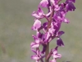 Gymnadenia Conopsea