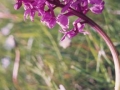 Gymnadenia Conopsea