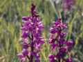 Gymnadenia Conopsea
