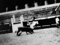 José Ortega y Gasset toreando en la plaza de toros de Azpeitia