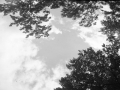 Artea. Zerua