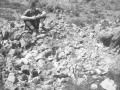 Elgea-mendi W trikuharria