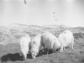 Larra