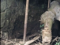 Oleaga (Olea)