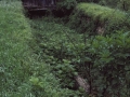 Oleaga (Olea)