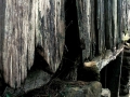 Borda