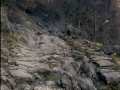 Bernoa