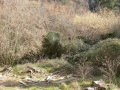 Goikola (Olalde / Alzolaras)