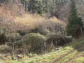 Goikola (Olalde / Alzolaras)