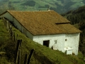 Ormola