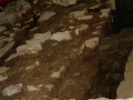 Harresia