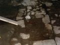 Harresia