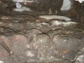 Harresia