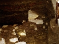 Harresia