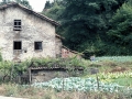 Angio errota