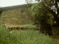 Arando Aurtena