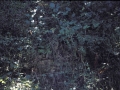 Karoi