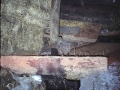 Aparola Zarra