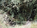 Aldura