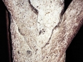 Berridi