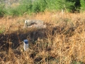 Landarbaso I (Arg: 4)