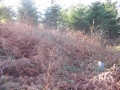 Landarbaso II (Arg: 2)