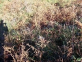 Landarbaso IV