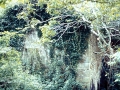 Artsu