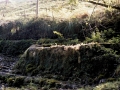 Meagas