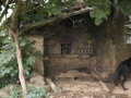 Bekokalbario