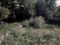 Primaut